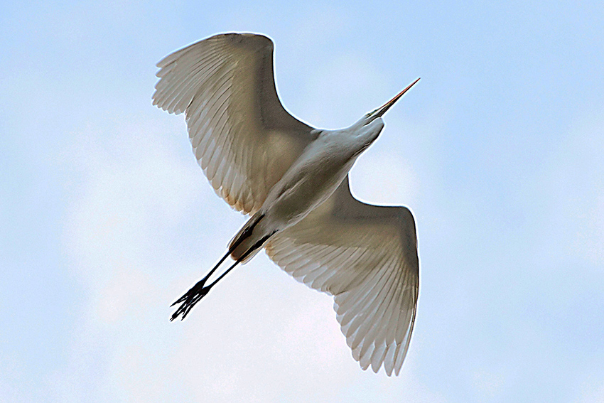 Airone b. m. vicino vicino